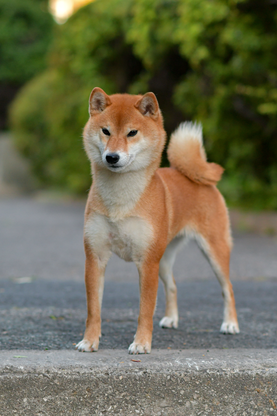 CH. berkana pride Rika