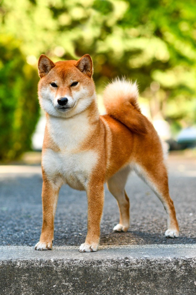 CH. berkana pride Rika