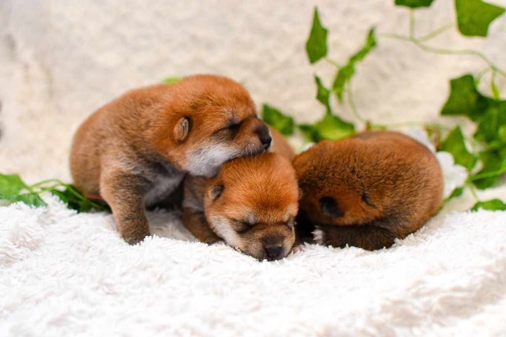 Nos bébés sont nés !