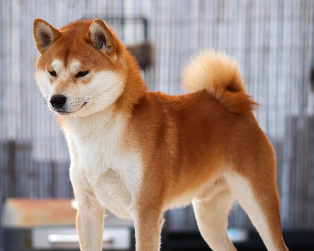 Multi.Champion Waku Incipita Vita "Kibo"