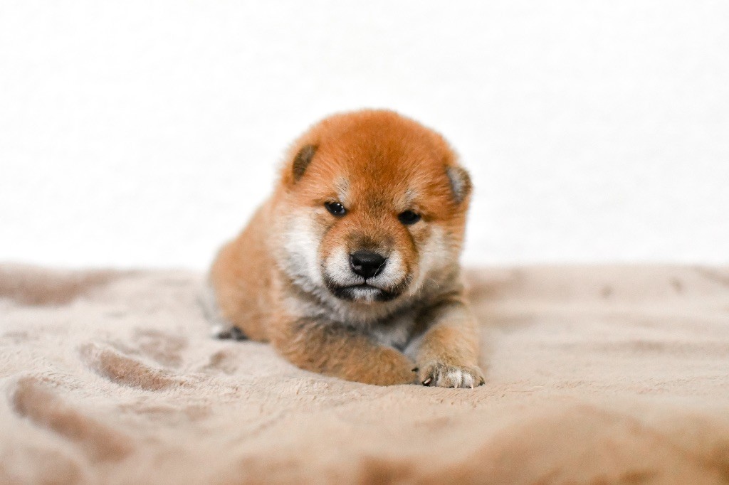 Muryokusho - Chiots disponibles - Shiba