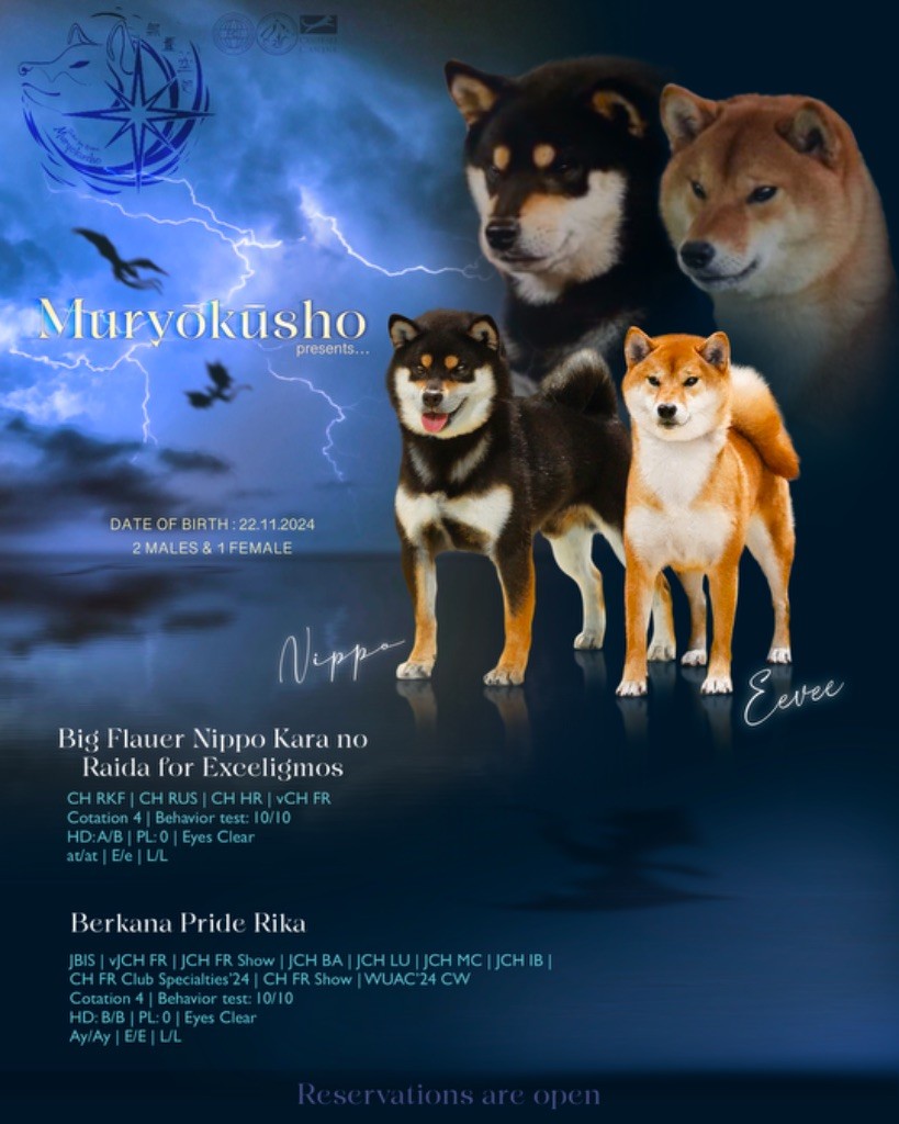 Muryokusho - Shiba - Portée née le 22/11/2024